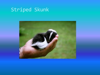 Striped Skunk 