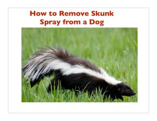 Skunk spray cleaned from a dog