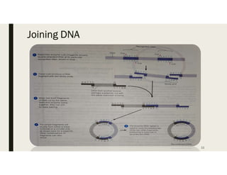 Joining DNA
11
 