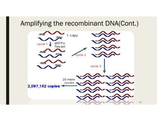 Amplifying the recombinant DNA(Cont.)
13
 