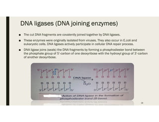 DNA ligases (DNA joining enzymes)
■ The cut DNA fragments are covalently joined together by DNA ligases.
■ These enzymes were originally isolated from viruses. They also occur in E.coli and
eukaryotic cells. DNA ligases actively participate in cellular DNA repair process.
■ DNA ligase joins (seals) the DNA fragments by forming a phosphodiester bond between
the phosphate group of 5’-carbon of one deoxyribose with the hydroxyl group of 3’-carbon
of another deoxyribose.
18
 