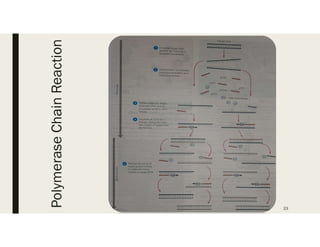 PolymeraseChainReaction
23
 