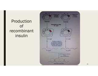 Production
of
recombinant
insulin
29
 