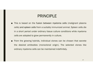 PRINCIPLE
■ This is based on the fusion between myeloma cells (malignant plasma
cells) and spleen cells from a suitably immunized animal. Spleen cells die
in a short period under ordinary tissue culture conditions while myeloma
cells are adopted to grow permanently in culture.
■ From the growing hybrids, individual clones can be chosen that secrete
the desired antibodies (monoclonal origin). The selected clones like
ordinary myeloma cells can be maintained indefinitely.
37
 