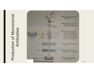 39
ProductionofMonoclonal
Antibodies
 