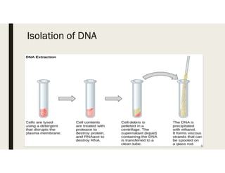 Isolation of DNA
9
 