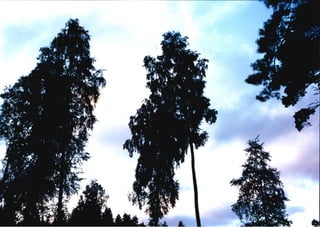 Sky tree motion 1997 by geirjj