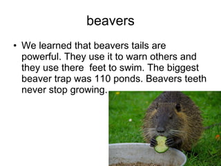 beavers ,[object Object]