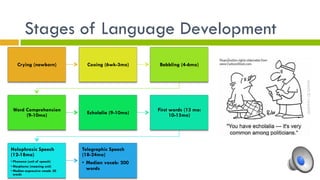 Stages of Language Development
Crying (newborn) Cooing (6wk-3mo) Babbling (4-6mo)
Word Comprehension
(9-10mo) Echolalia (9-10mo)
First words (13 mo:
10-15mo)
Holophrasic Speech
(12-18mo)
• Phoneme (unit of speech)
• Morpheme (meaning unit)
• Median expressive vocab: 50
words
Telegraphic Speech
(18-24mo)
•  Median vocab: 200
words
 