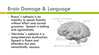 Brain Damage & Language
¨  Broca’s aphasia is an
inability to speak fluently
without effort and correct
grammar. Speech is halting
and agrammatic.
¨  Wernicke’s aphasia is a
comprehension dysfunction.
Speech is fluent and
effortless but also
semantically vacuous.
 