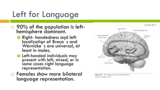 Left for Language
¨  90% of the population is left-
hemisphere dominant.
¤  Right- handedness and left
localization of Broca’s and
Wernicke’s are universal, at
least in males.
¤  Left-handed individuals may
present with left, mixed, or in
some cases right language
representation.
¨  Females show more bilateral
language representation.
 