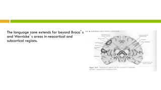 The language zone extends far beyond Broca’s
and Wernicke’s areas in neocortical and
subcortical regions.
 