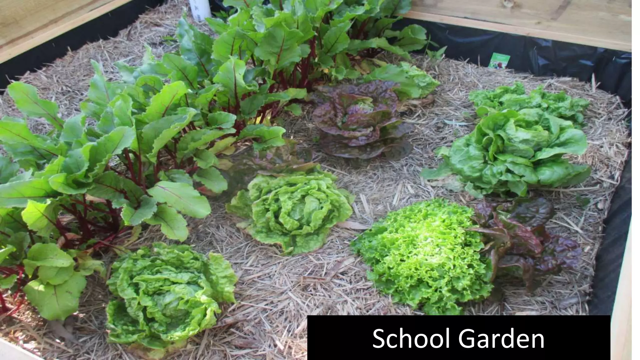 School Garden
 