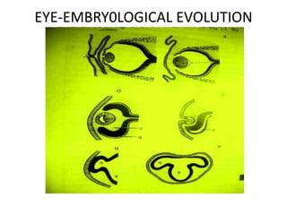 EYE-EMBRY0LOGICAL EVOLUTION
EYE-EMBRY0LOGICAL EVOLUTION

 