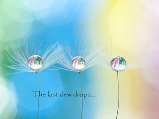The last dew drops… 
 