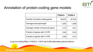 Annotation of protein-coding gene models
ITAG4.0 ITAG2.4
Number of protein-coding genes 34,075 34,725
Average transcript length 1,303 1,209
Average number of exons per gene 4.74 4.61
Fraction of genes with 5' UTR 0.49 0.34
Fraction of genes with 3' UTR 0.58 0.41
Long non-coding RNA in ITAG4.0 - 5,874 with 6,694 alternately spliced isoforms
 