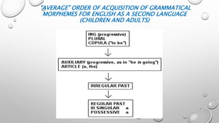 "AVERAGE" ORDER OF ACQUISITION OF GRAMMATICAL
MORPHEMES FOR ENGLISH AS A SECOND LANGUAGE
(CHILDREN AND ADULTS)
8
 