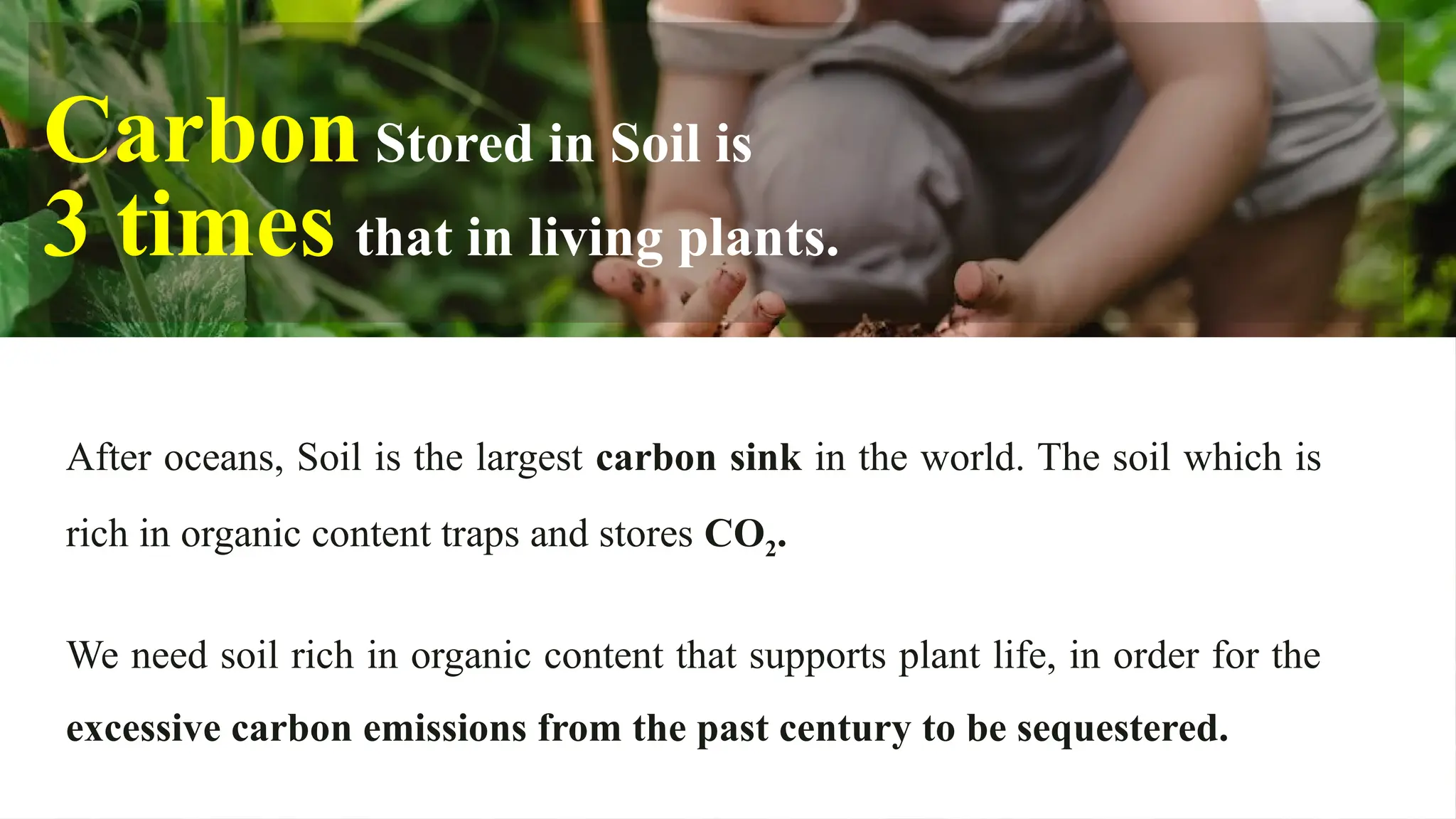 After oceans, Soil is the largest carbon sink in the world. The soil which is
rich in organic content traps and stores CO2.
We need soil rich in organic content that supports plant life, in order for the
excessive carbon emissions from the past century to be sequestered.
CarbonStored in Soil is
3 times that in living plants.
 