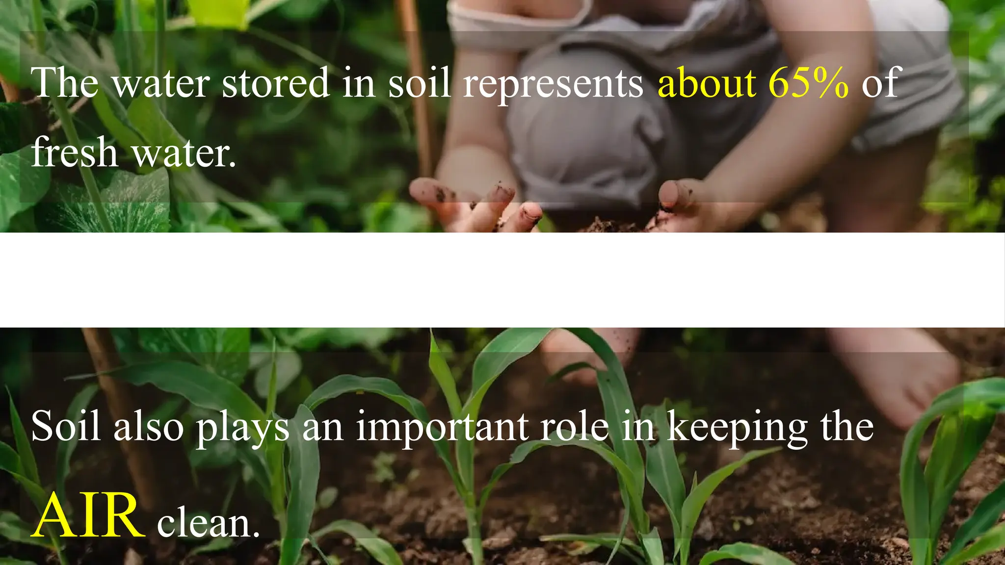 The water stored in soil represents about 65% of
fresh water.
Soil also plays an important role in keeping the
AIR clean.
 