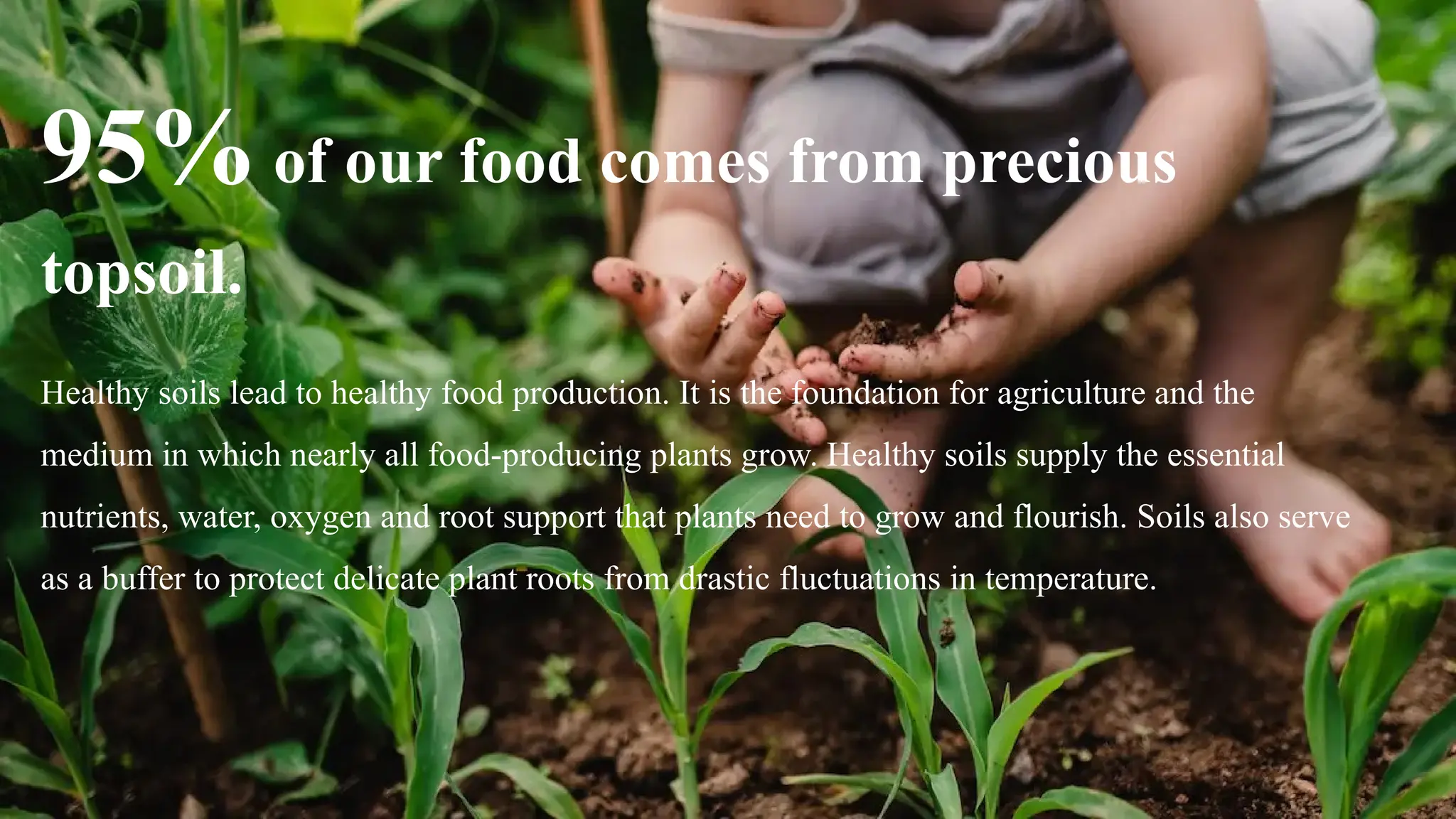 95% of our food comes from precious
topsoil.
Healthy soils lead to healthy food production. It is the foundation for agriculture and the
medium in which nearly all food-producing plants grow. Healthy soils supply the essential
nutrients, water, oxygen and root support that plants need to grow and flourish. Soils also serve
as a buffer to protect delicate plant roots from drastic fluctuations in temperature.
 