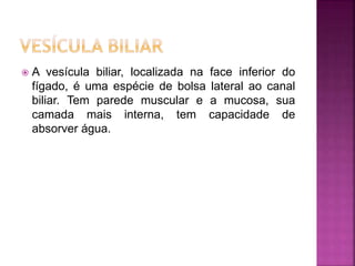  A vesícula biliar, localizada na face inferior do
fígado, é uma espécie de bolsa lateral ao canal
biliar. Tem parede muscular e a mucosa, sua
camada mais interna, tem capacidade de
absorver água.
 
