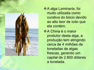 A alga Laminaria, foi
 muito utilizada como
 curativa do bócio devido
 ao alto teor de iodo que
 ela contém.
A China é o maior
 produtor desta alga, a
 produção tem atingindo
 cerca de 4 milhões de
 toneladas de algas
 frescas, gerando um
 capital de 2.800 dólares
 a tonelada.
 