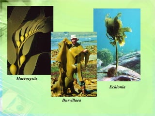 Macrocystis
                           Ecklonia


              Durvillaea
 