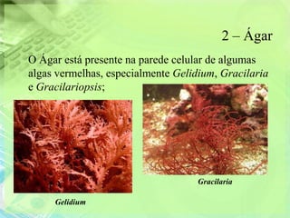 2 – Ágar
O Ágar está presente na parede celular de algumas
algas vermelhas, especialmente Gelidium, Gracilaria
e Gracilariopsis;




                                    Gracilaria

     Gelidium
 