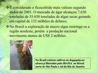 É considerado o ficocolóide mais valioso segundo
 dados de 2001. O mercado de ágar alcançou 7.630
 toneladas de 55.650 toneladas de algas secas gerando
 um capital de 132 milhões de dólares;
No Brasil a exploração de macro algas restringe-se a
 região nordeste, porém a produção nacional
 movimenta menos de US$ 2 milhões.




                  No Brasil existem cultivos de Kappaphycus
                  alvarezzi liberados pelo IBAMA no litoral
                  norte de São Paulo e sul do Rio de Janeiro.
 