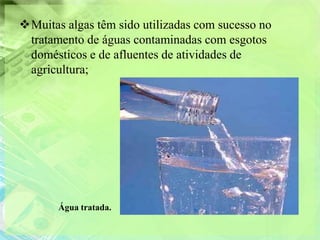 Muitas algas têm sido utilizadas com sucesso no
 tratamento de águas contaminadas com esgotos
 domésticos e de afluentes de atividades de
 agricultura;




       Água tratada.
 