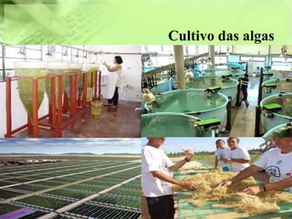 Cultivo das algas
 
