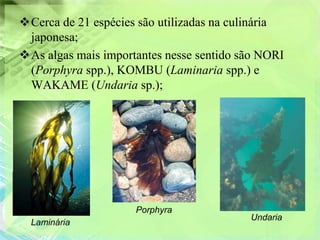 Cerca de 21 espécies são utilizadas na culinária
 japonesa;
As algas mais importantes nesse sentido são NORI
 (Porphyra spp.), KOMBU (Laminaria spp.) e
 WAKAME (Undaria sp.);




                     Porphyra
                                          Undaria
  Laminária
 