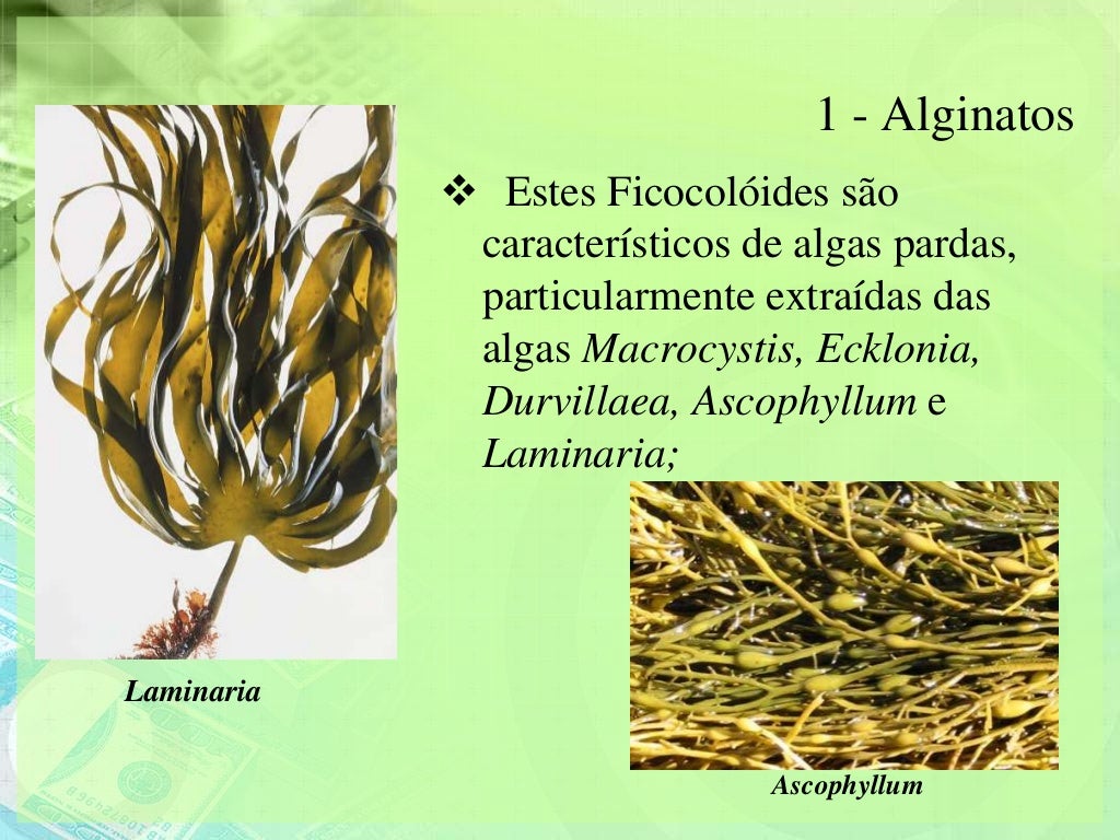 Importância econômica das algas Importância econômica das algas