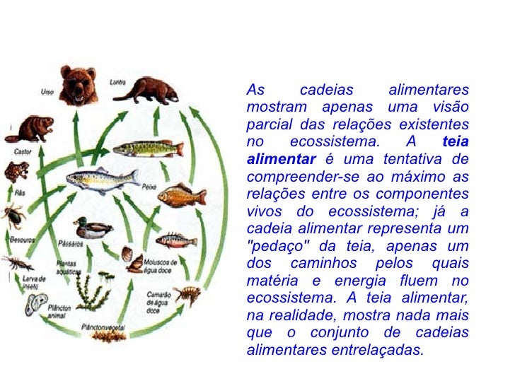 cadeia alimentar cadeia alimentar
