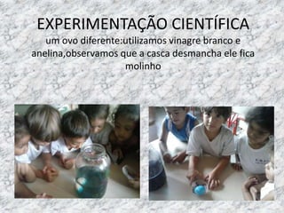 EXPERIMENTAÇÃO CIENTÍFICA
um ovo diferente:utilizamos vinagre branco e
anelina,observamos que a casca desmancha ele fica
molinho
 