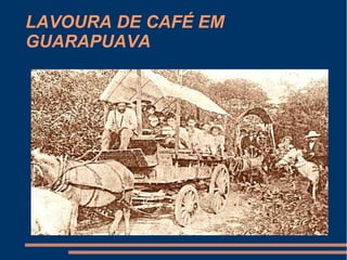 LAVOURA DE CAFÉ EM
GUARAPUAVA
 