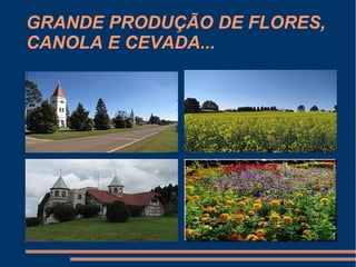 GRANDE PRODUÇÃO DE FLORES,
CANOLA E CEVADA...
 