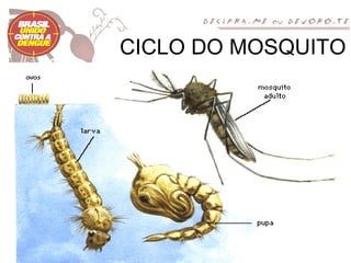 CICLO DO MOSQUITO
 