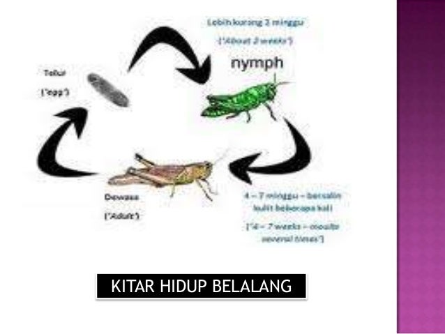 Slaid kitar hidup haiwan