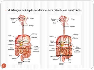  A situação dos órgãos abdominais em relação aos quadrantes:




8
 