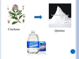 QuininoCinchona
 