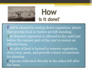 How
                        is it done?
• Field is cleared by cutting down vegetation; plants
  that provide food or timber are left standing.
• The downed vegetation is allowed to dry until just
  before the rainiest part of the year to ensure an
  effective burn.
• The plot of land is burned to remove vegetation,
  drive away pests, and provide a burst of nutrients
  for planting.
• Crops are cultivated directly in the ashes left after
  the burn.
 