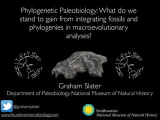 Phylogenetic Paleobiology: What do we
stand to gain from integrating fossils and
phylogenies in macroevolutionary
analyses?

Graham Slater

Department of Paleobiology, National Museum of Natural History
@grahamjslater
www.fourdimensionalbiology.com

Smithsonian
Smithsonian
National Museum of Natural History
National Museum of Natu

 