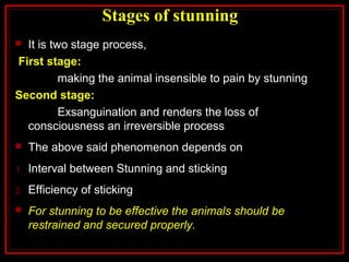 Stages of stunning
 It is two stage process,
First stage:
making the animal insensible to pain by stunning
Second stage:
Exsanguination and renders the loss of
consciousness an irreversible process
 The above said phenomenon depends on
1. Interval between Stunning and sticking
2. Efficiency of sticking
 For stunning to be effective the animals should be
restrained and secured properly.
 