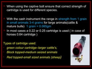  When using the captive bolt ensure that correct strength of
cartridge is used for different species.
 With the cash instrument the range in strength from 1 grain
in small animals 3-4 grains for large animals(cattle &
mature bulls) (1 grain = 0.065gm)
 In most cases a 0.22 or 0.25 cartridge is used ( in case of
horses 0.64 cartridge )
Types of cartridge used:
• green colour cartridge–larger cattle's,
• Block topped-medium seized animals
• Red topped-small sized animals (sheep)
 