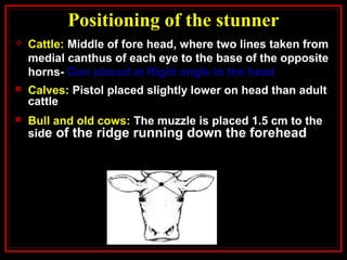 Positioning of the stunner
 Cattle: Middle of fore head, where two lines taken from
medial canthus of each eye to the base of the opposite
horns- Gun placed at Right angle to the head
 Calves: Pistol placed slightly lower on head than adult
cattle
 Bull and old cows: The muzzle is placed 1.5 cm to the
side of the ridge running down the forehead
 