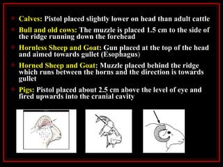  Calves: Pistol placed slightly lower on head than adult cattle
 Bull and old cows: The muzzle is placed 1.5 cm to the side of
the ridge running down the forehead
 Hornless Sheep and Goat: Gun placed at the top of the head
and aimed towards gullet (Esophagus)
 Horned Sheep and Goat: Muzzle placed behind the ridge
which runs between the horns and the direction is towards
gullet
 Pigs: Pistol placed about 2.5 cm above the level of eye and
fired upwards into the cranial cavity
 