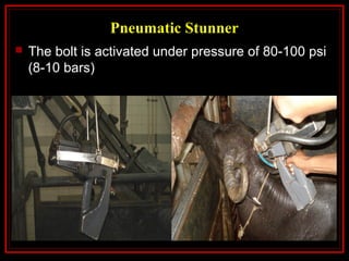 Pneumatic Stunner
 The bolt is activated under pressure of 80-100 psi
(8-10 bars)
 