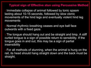 Typical sign of Effective stun using Percussive MethodTypical sign of Effective stun using Percussive Method
1.Immediate collapse of animal followed by tonic spasm
lasting about 10-15 seconds, followed by slow clonic
movements of the hind legs and eventually violent hind leg
movements
2.Normal rhythmic breathing ceases and eye ball face
outwards with a fixed gaze.
3.The tongue should hang out and be straight and limp. A stiff
curled tongue is a sign of possible return to sensibility. If the
tongue goes in and out, this may be a sign of partial
insensibility
4.For all methods of stunning, when the animal is hung on the
rail, its head should hang straight down and the back must be
straight.
 