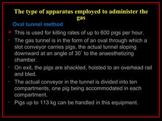The type of apparatus employed to administer the
gas
 This is used for killing rates of up to 600 pigs per hour.
• The gas tunnel is in the form of an oval through which a
slot conveyor carries pigs, the actual tunnel sloping
downward at an angle of 30˚ to the anaesthetizing
chamber.
• On exit, the pigs are shackled, hoisted to an overhead rail
and bled.
• The actual conveyor in the tunnel is divided into ten
compartments, one pig being accommodated in each
compartment.
• Pigs up to 113 kg can be handled in this equipment.
Oval tunnel method
 